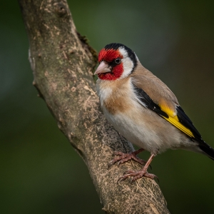 Redwell   15 06 2020   D500   Les 198.jpg